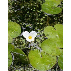 Hydrocharis morsus ranae