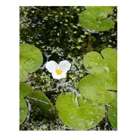 Hydrocharis morsus ranae