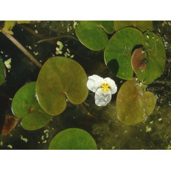 Hydrocharis morsus ranae