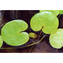 Hydrocharis morsus ranae