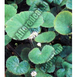 Hydrocotile vulgaris