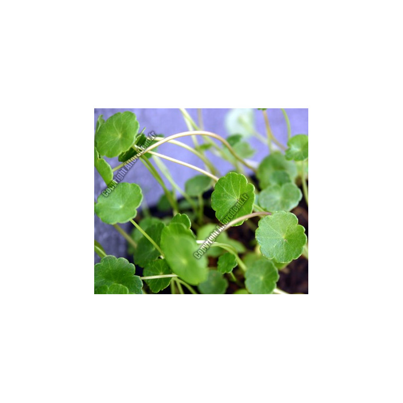 Hydrocotile vulgaris