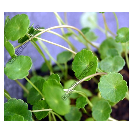 Hydrocotile vulgaris