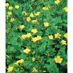 Hypericum elodes