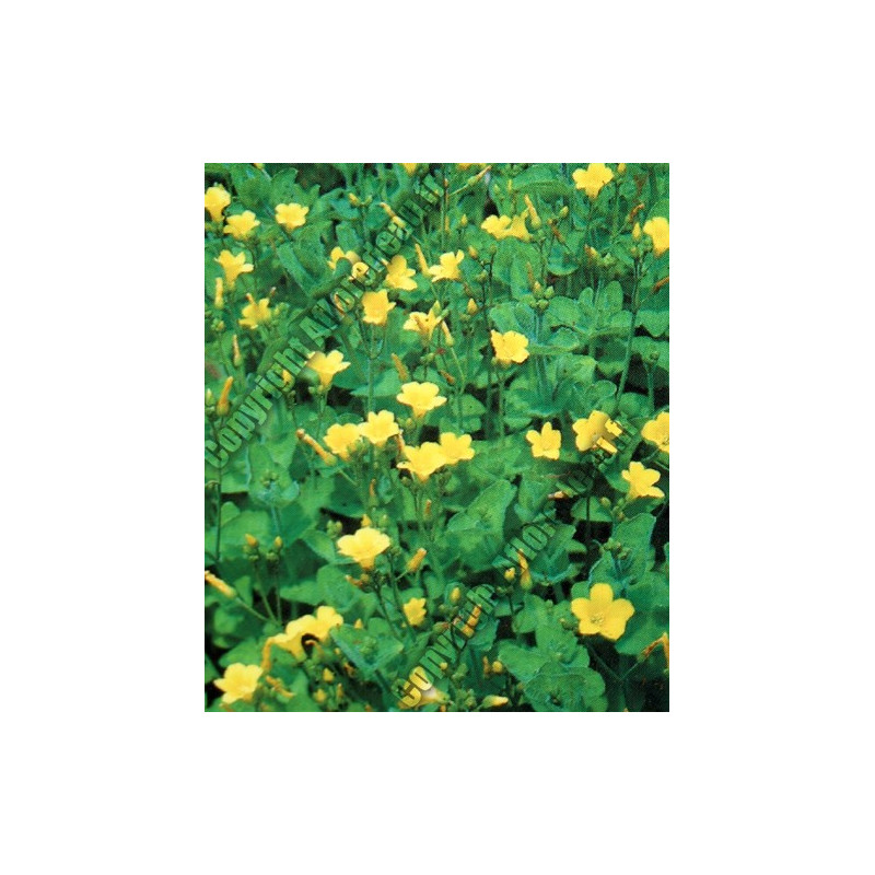 Hypericum elodes