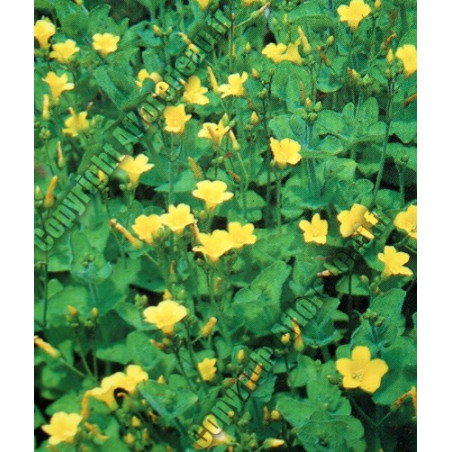 Hypericum elodes