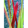 Imperata cylindrica 'Red Baron'