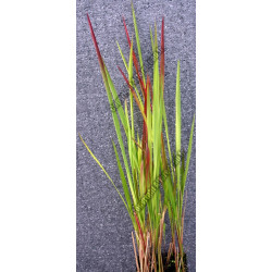 Imperata cylindrica 'Red Baron'