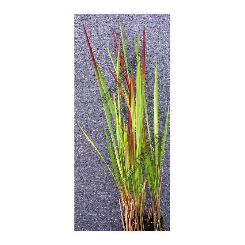 Imperata cylindrica 'Red Baron'