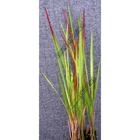 Imperata cylindrica 'Red Baron'