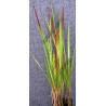 Imperata cylindrica 'Red Baron'