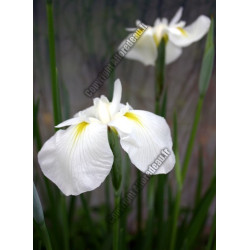 Iris kaempferi 'Apollo' (blanc)