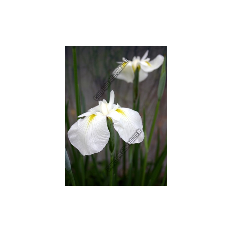 Iris kaempferi 'Apollo' (blanc)