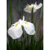 Iris kaempferi 'Apollo' (blanc)