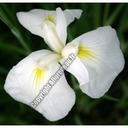 Iris kaempferi 'Apollo' (blanc)