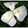 Iris kaempferi 'Apollo' (blanc)