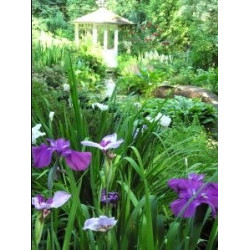 Iris Kaempferi (ensata)