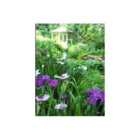 Iris Kaempferi (ensata)