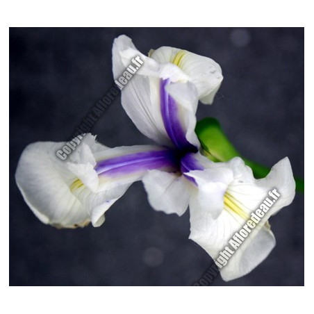 Iris laevigata 'Snow Drift'