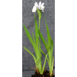 Iris laevigata 'Snow Drift'
