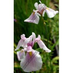 Iris laevigata rose queen