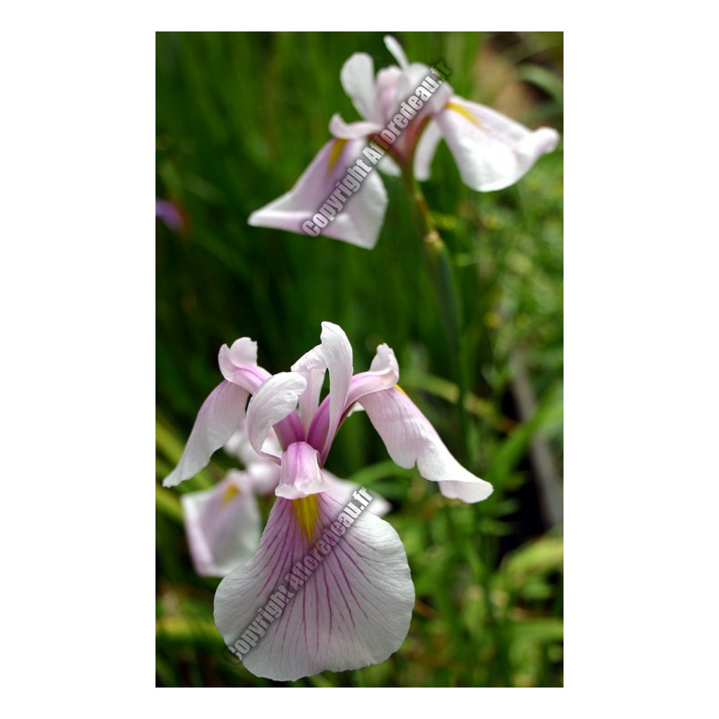 Iris laevigata rose queen
