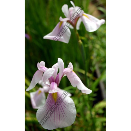 Iris laevigata rose queen