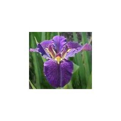 Iris leavigata