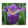 Iris leavigata