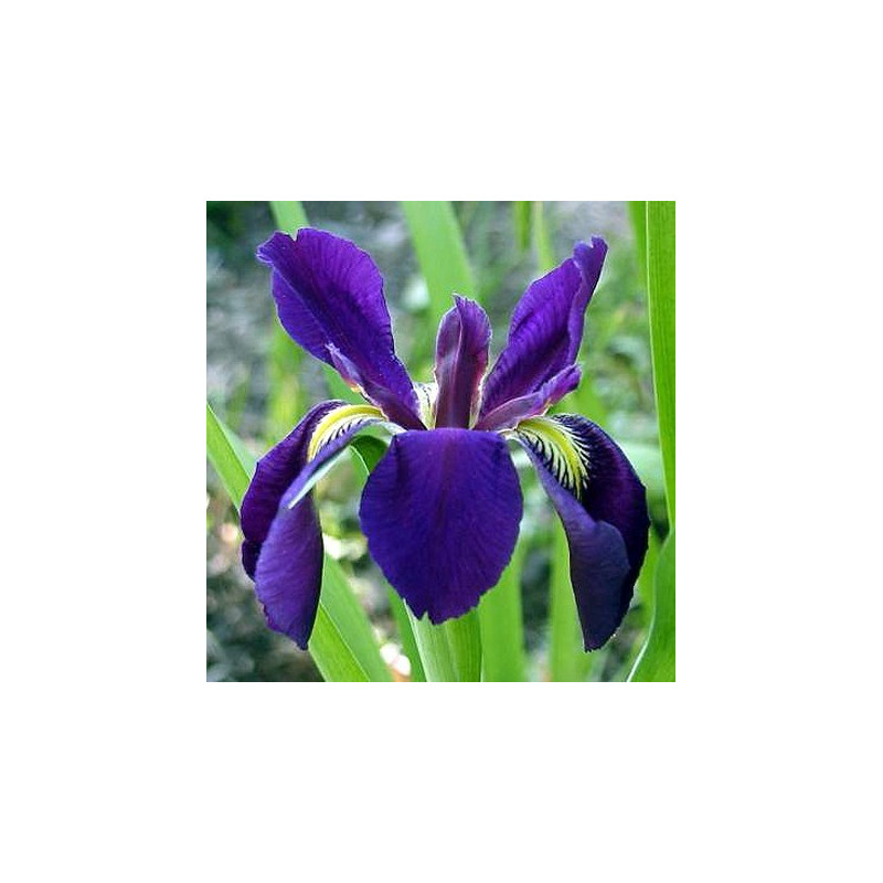 Iris louisiana