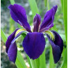 Iris louisiana