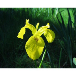 Iris pseudacorus