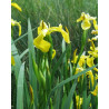 Iris pseudacorus