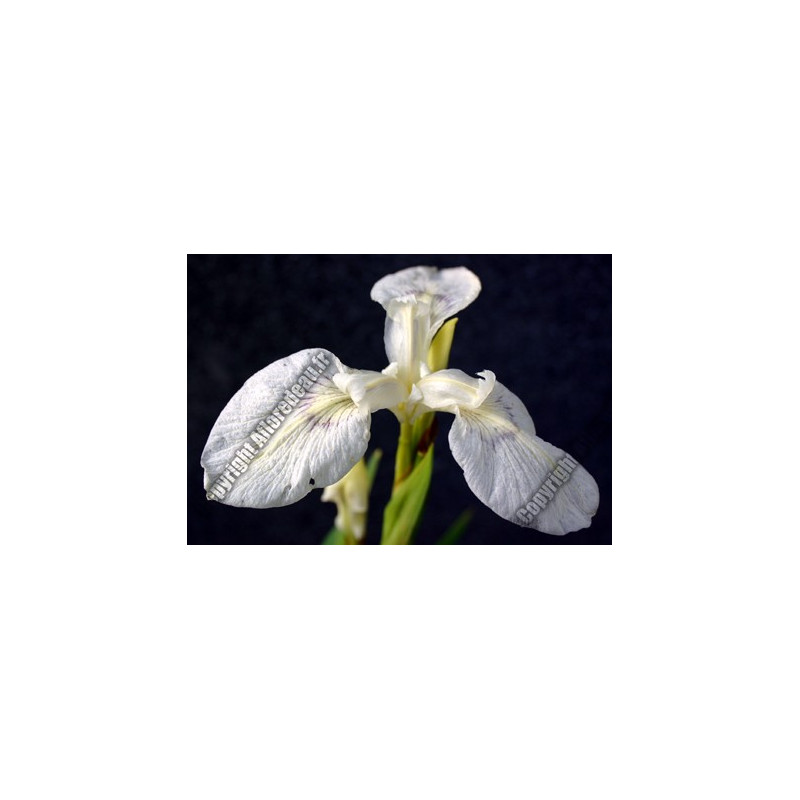 Iris pseudacorus 'alba'