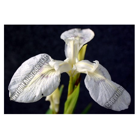 Iris pseudacorus 'alba'