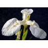 Iris pseudacorus 'alba'