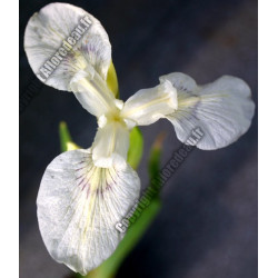 Iris pseudacorus 'alba'