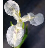 Iris pseudacorus 'alba'