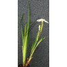 Iris pseudacorus 'alba'