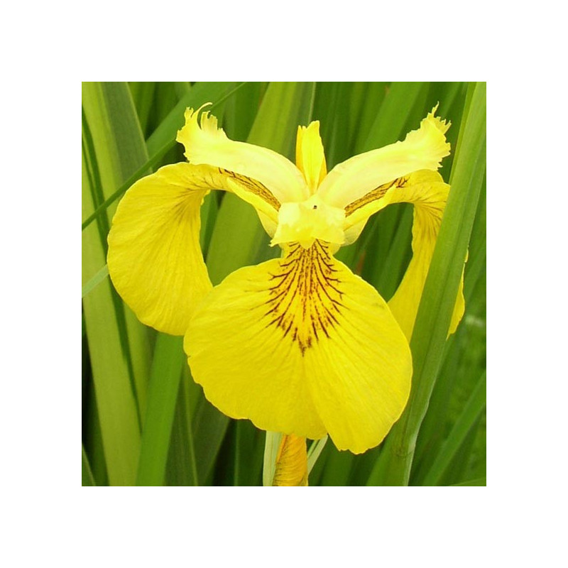 Iris pseudacorus variegata