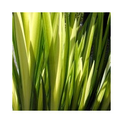 Iris pseudacorus variegata