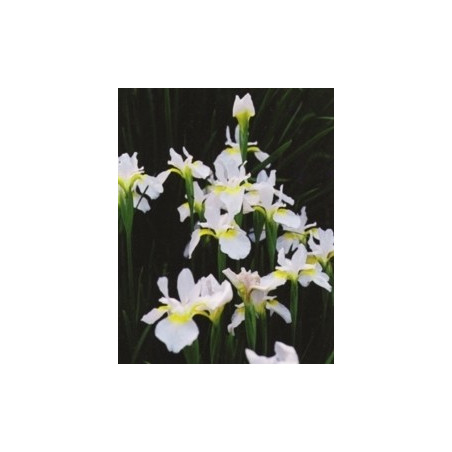 Iris siberica 'Snow Queen'