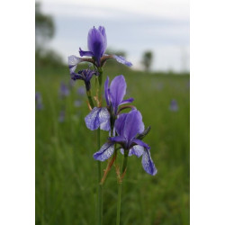 Iris siberica bleu