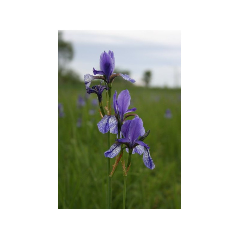 Iris siberica bleu