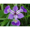 Iris versicolor