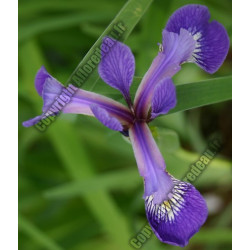 Iris versicolor