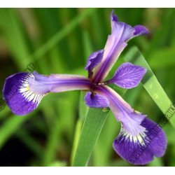 Iris versicolor