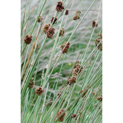 Juncus conglomeratus