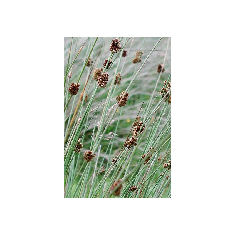 Juncus conglomeratus