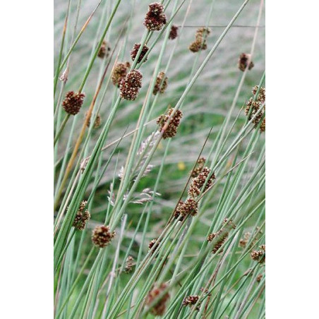 Juncus conglomeratus